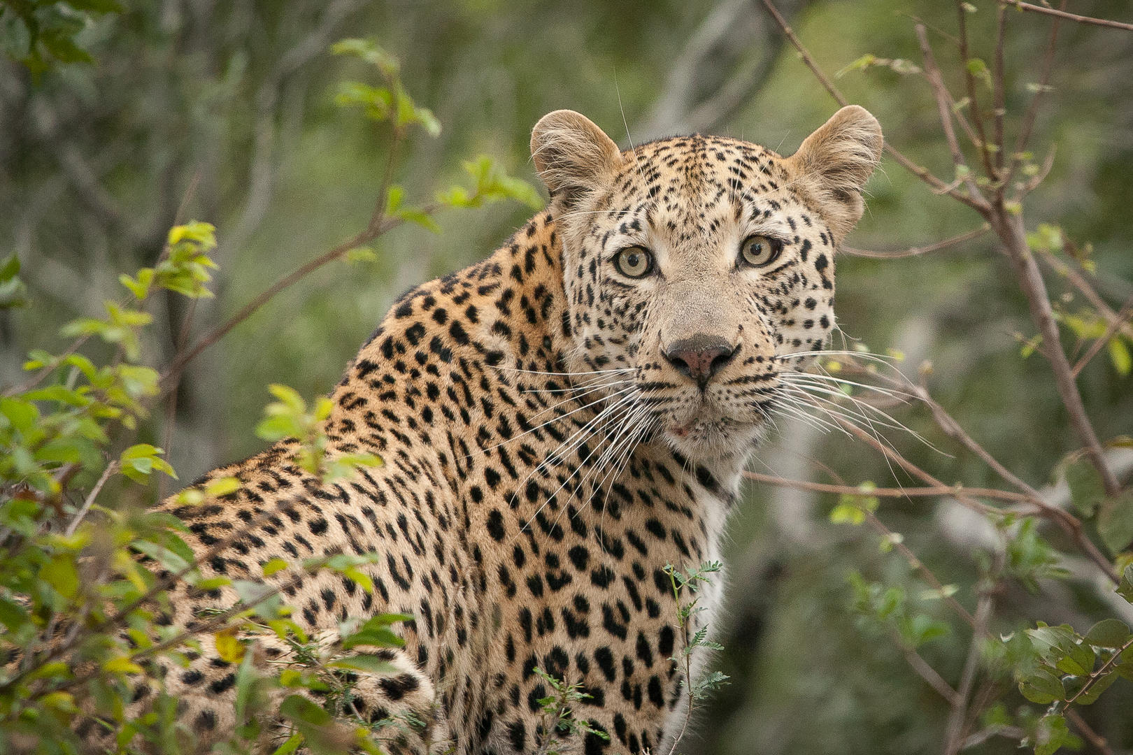 londolozi tree camp sabi sands lodges reservations 68