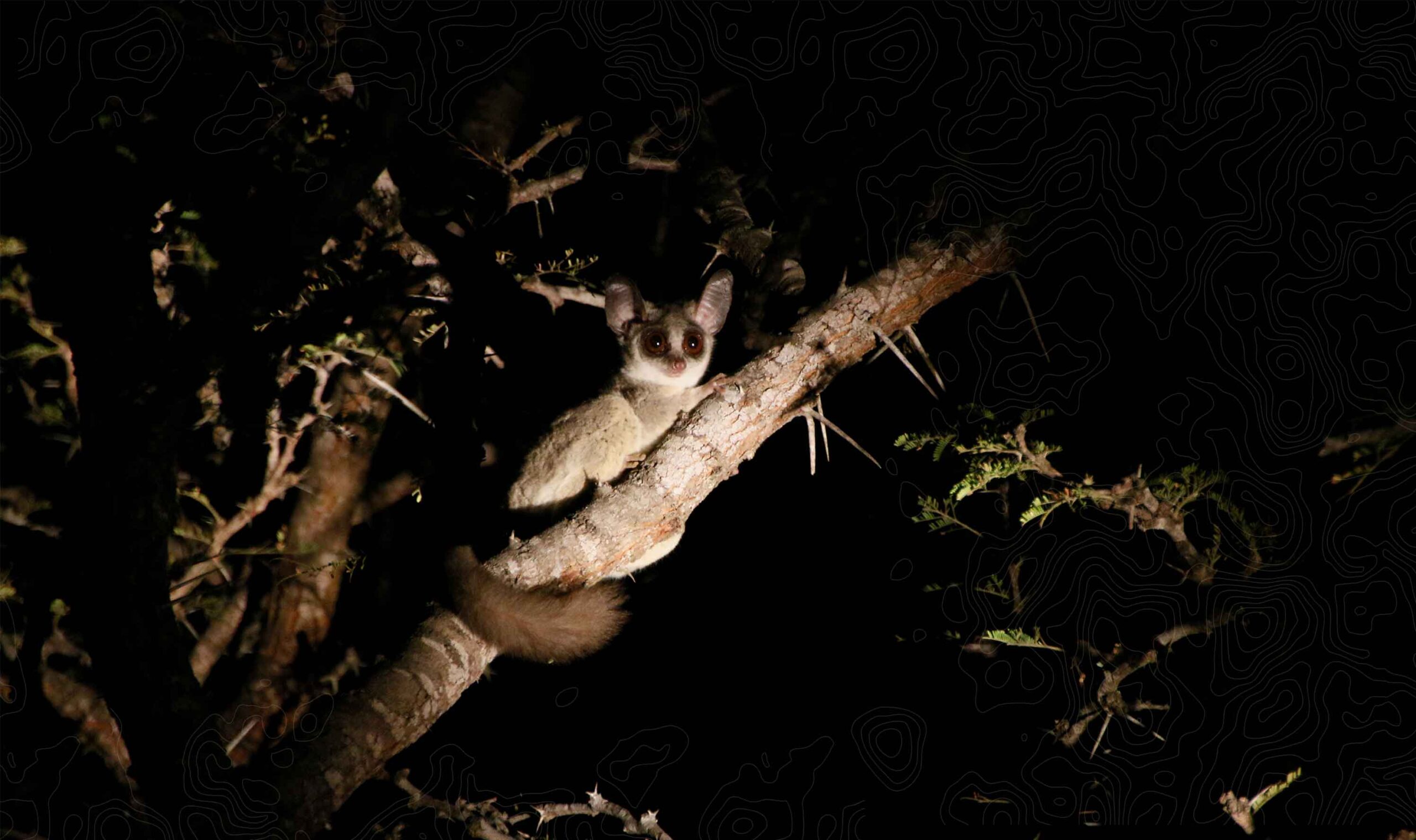 nottens bush camp 16 scaled