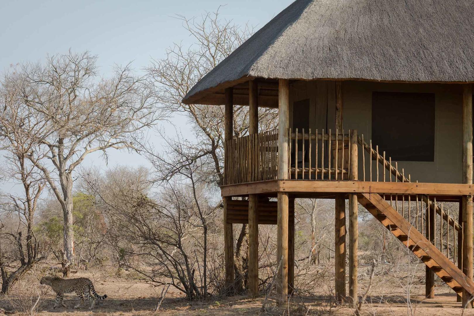 nthambo tree camp kruger national park 14