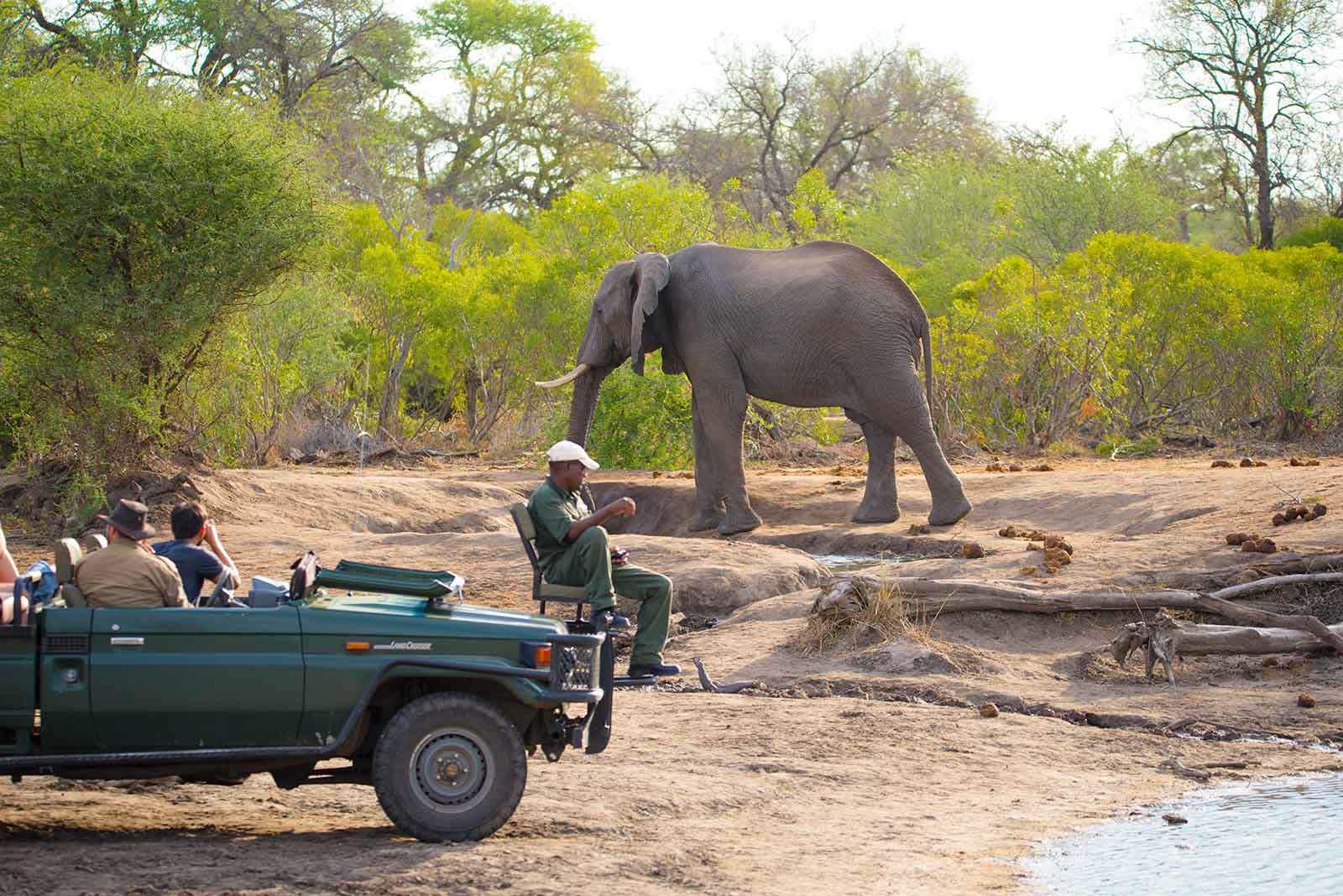 nthambo tree camp kruger national park 26