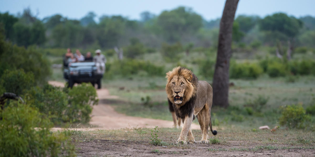 sabi sabi little bush camp sabi sands lodges reservations 28