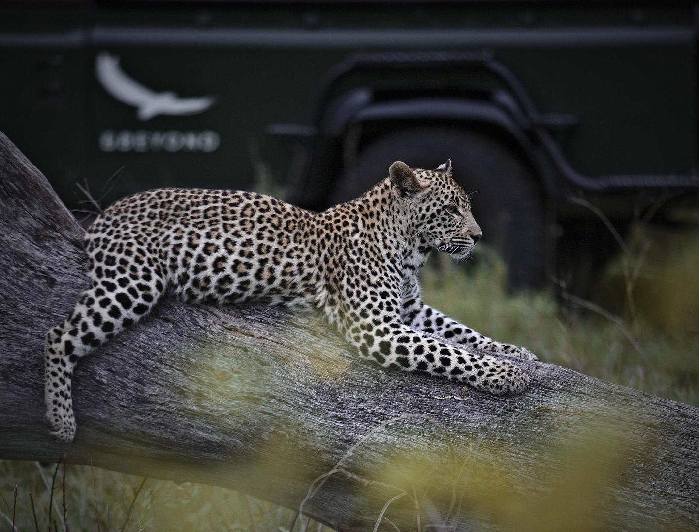 andBeyond kirkmans Kamp sabi sands lodges reservations bookings 18