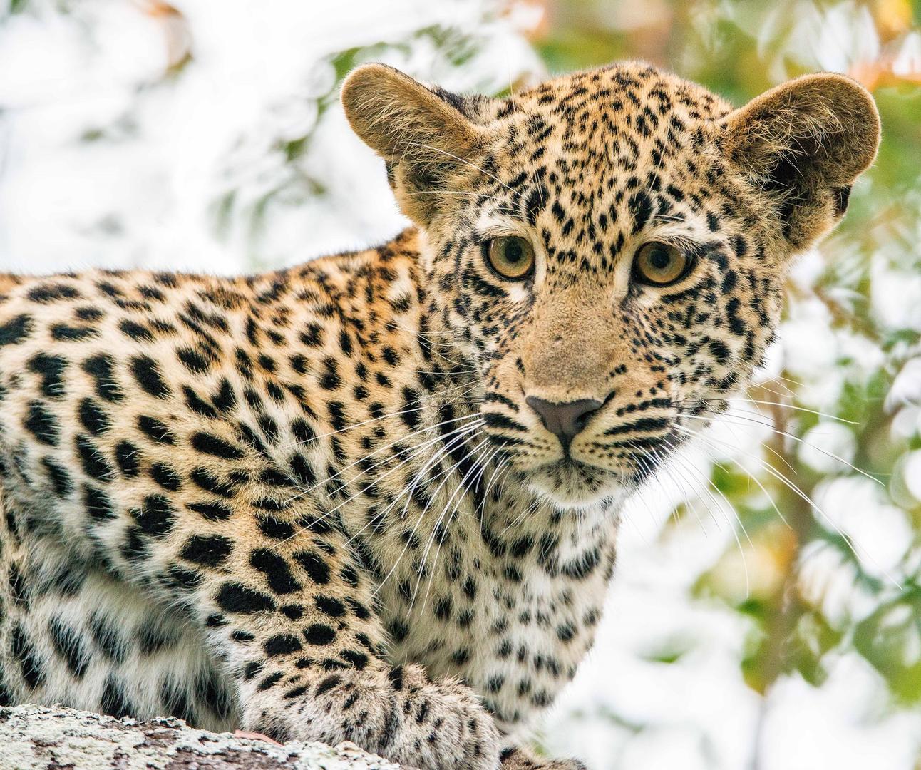 andBeyond kirkmans Kamp sabi sands lodges reservations bookings 28