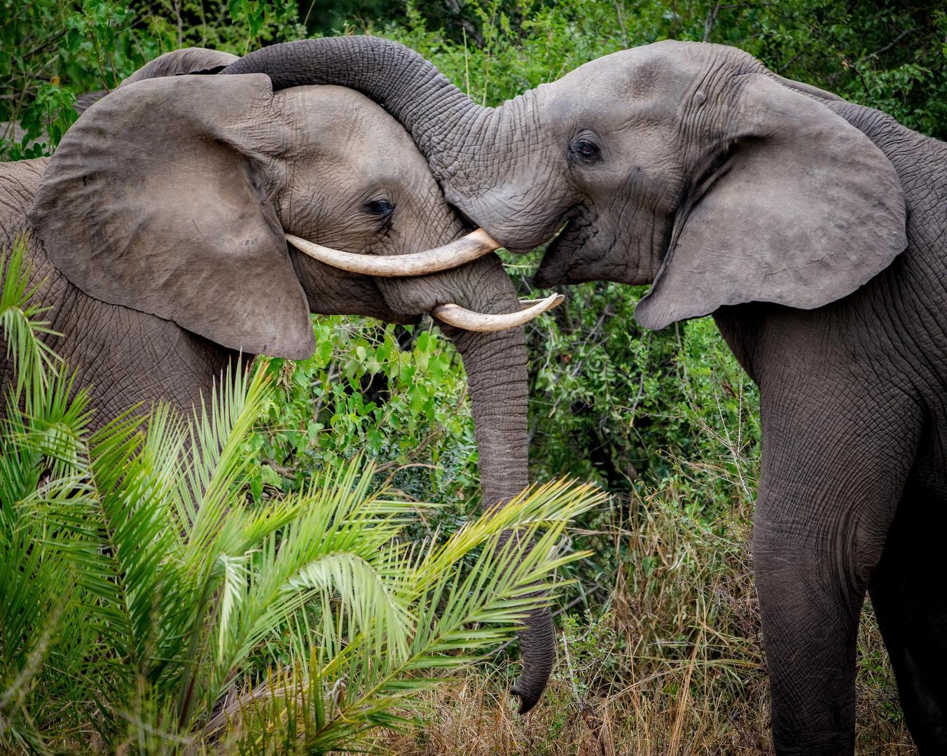 andBeyond kirkmans Kamp sabi sands lodges reservations bookings 29