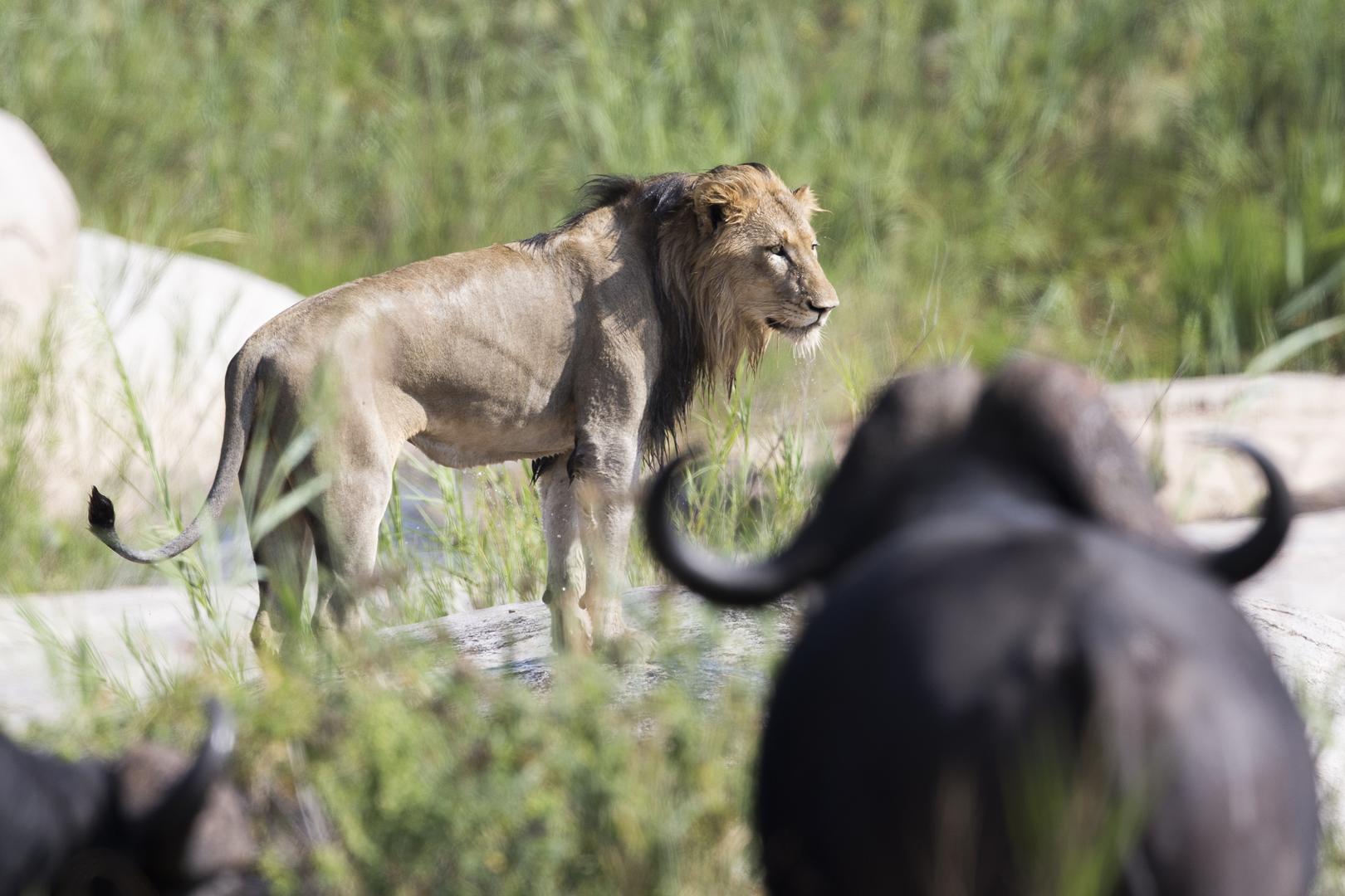 andBeyond kirkmans Kamp sabi sands lodges reservations bookings 30