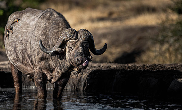 buffelshoek ndzhaka wildlife images 5