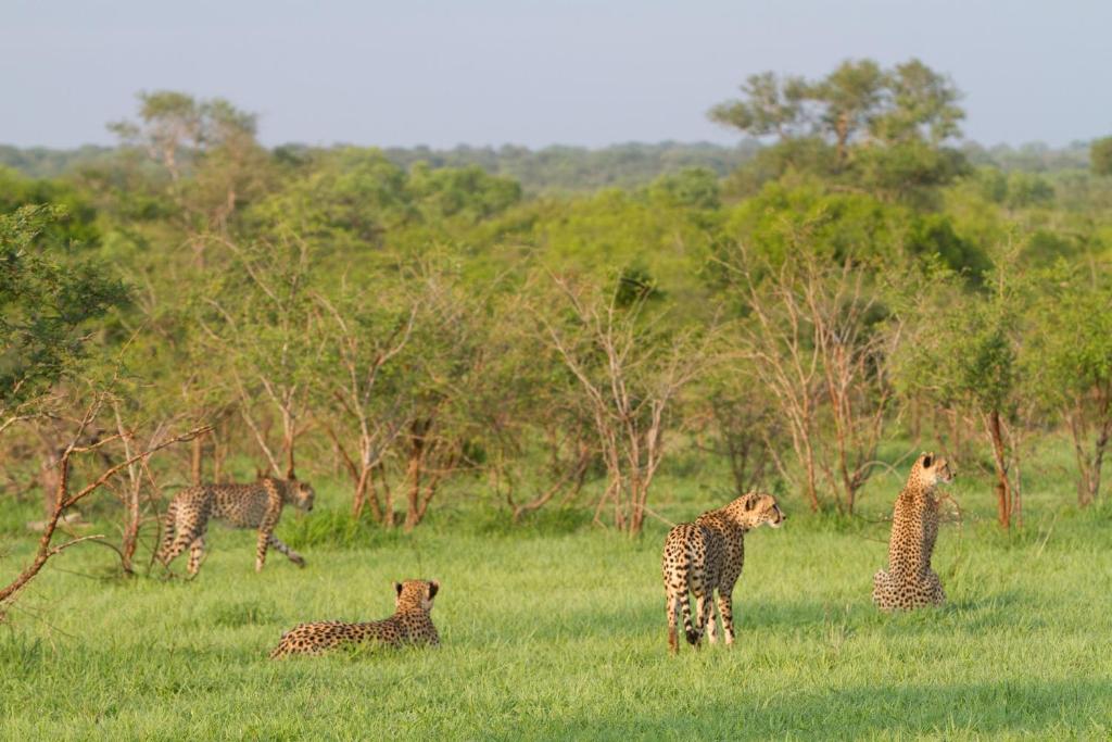 buffelshoek safari camp manyeleti 21