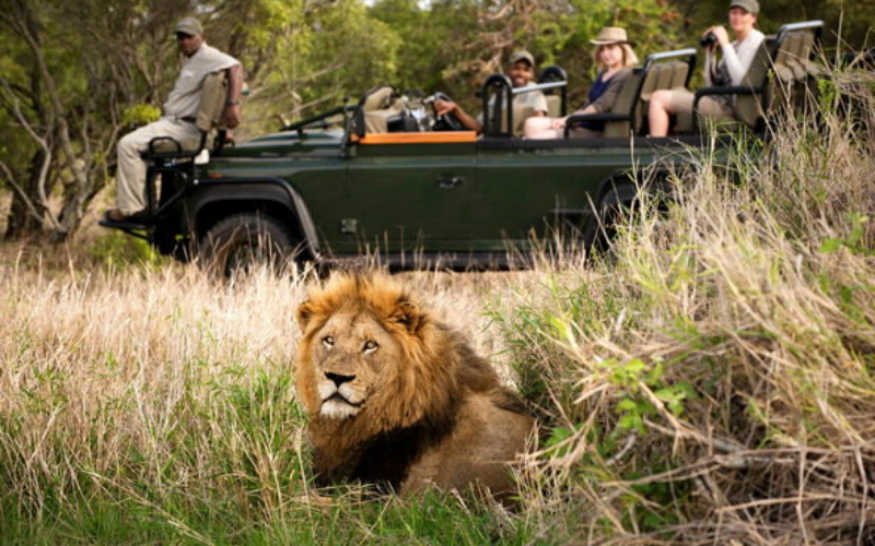 kruger national park safari game drive