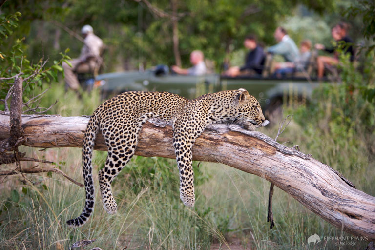 12 Day Cape Town Kruger Park Sabi Sand and Victoria Falls Luxury Safari Best of Southern Africa 7