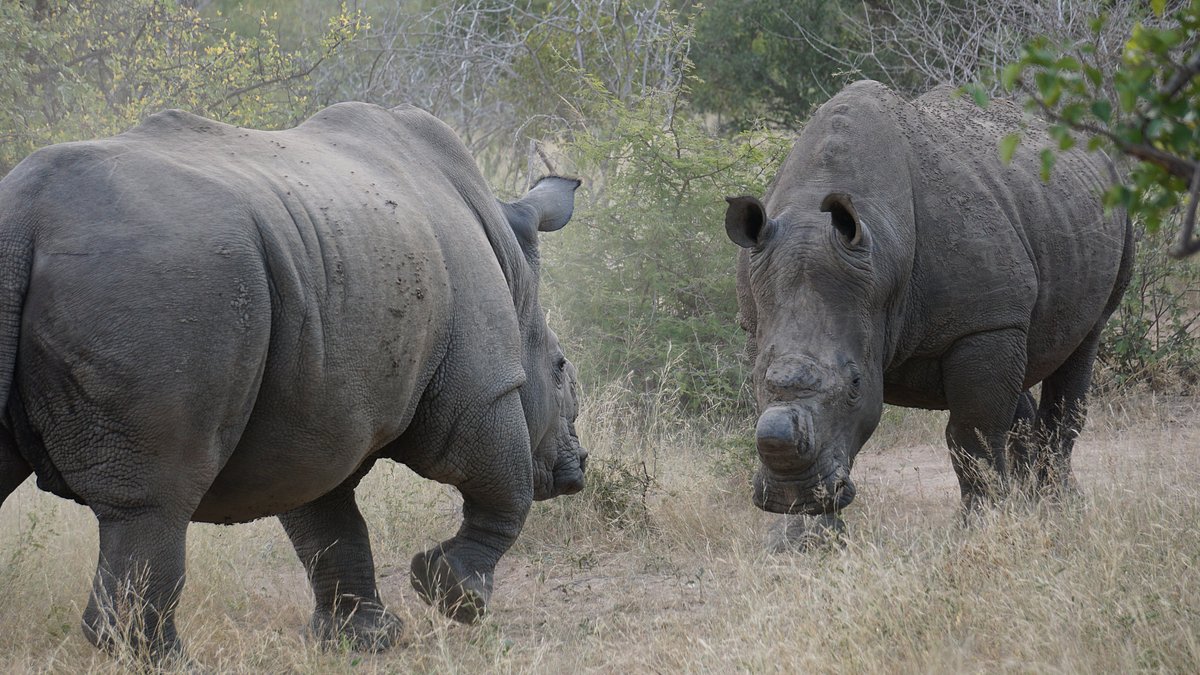 4 Day Kruger Park Private Lodge Treehouse Safari 1 1