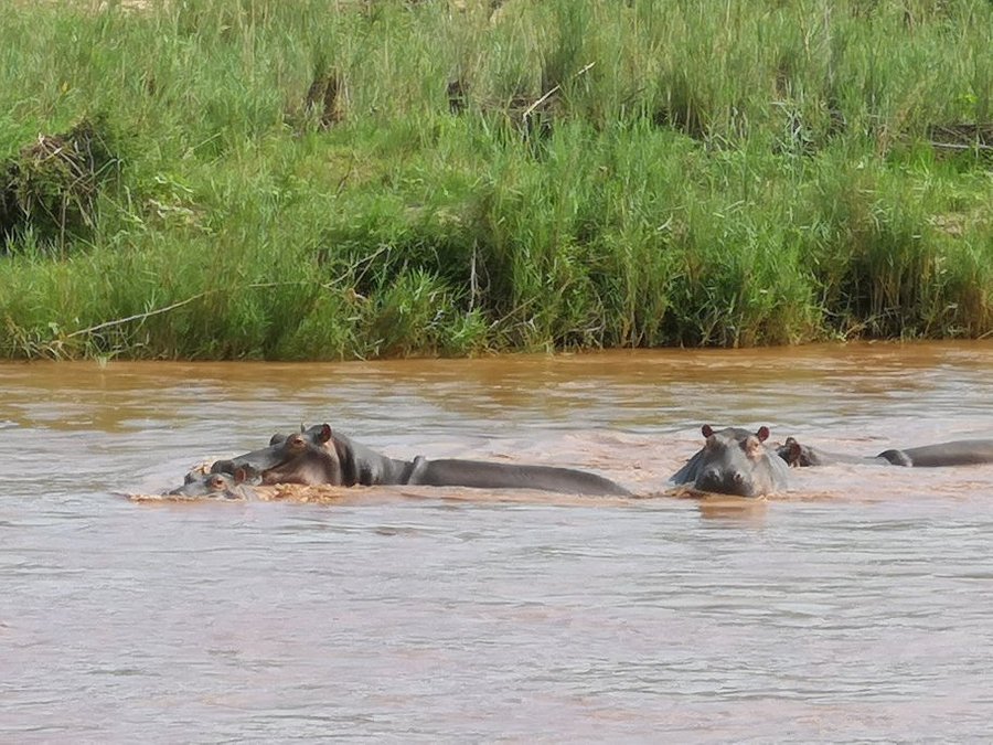 4 Day Kruger Park Private Lodge Treehouse Safari 3