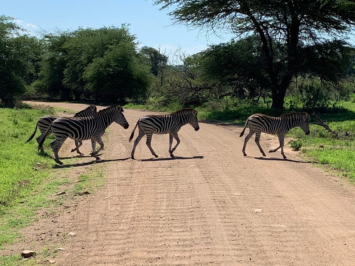 4 Day Kruger Park Private Lodge Treehouse Safari 7