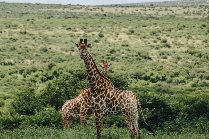 9 Day Big Five Victoria Falls Expedition 1