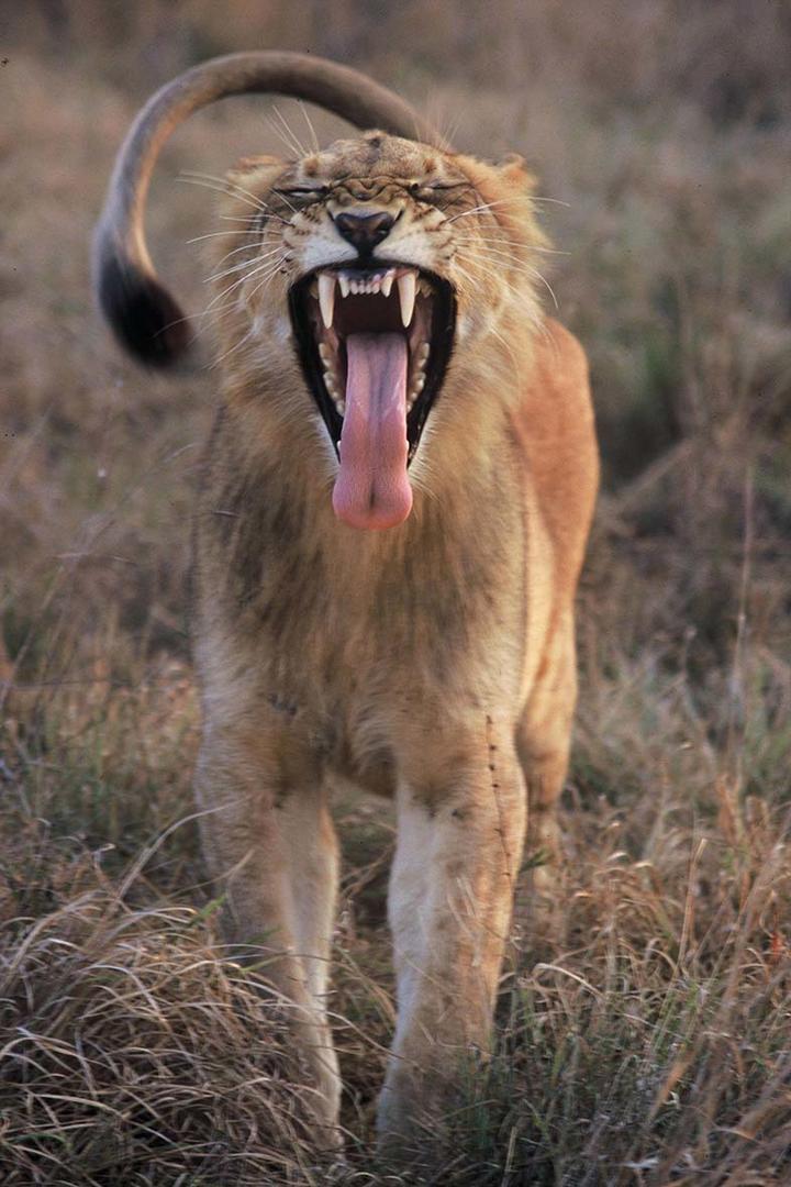 Dulini Leadwood Lodge Dulini Game Reserve Sabi Sand Game Reserve Kruger Park 14