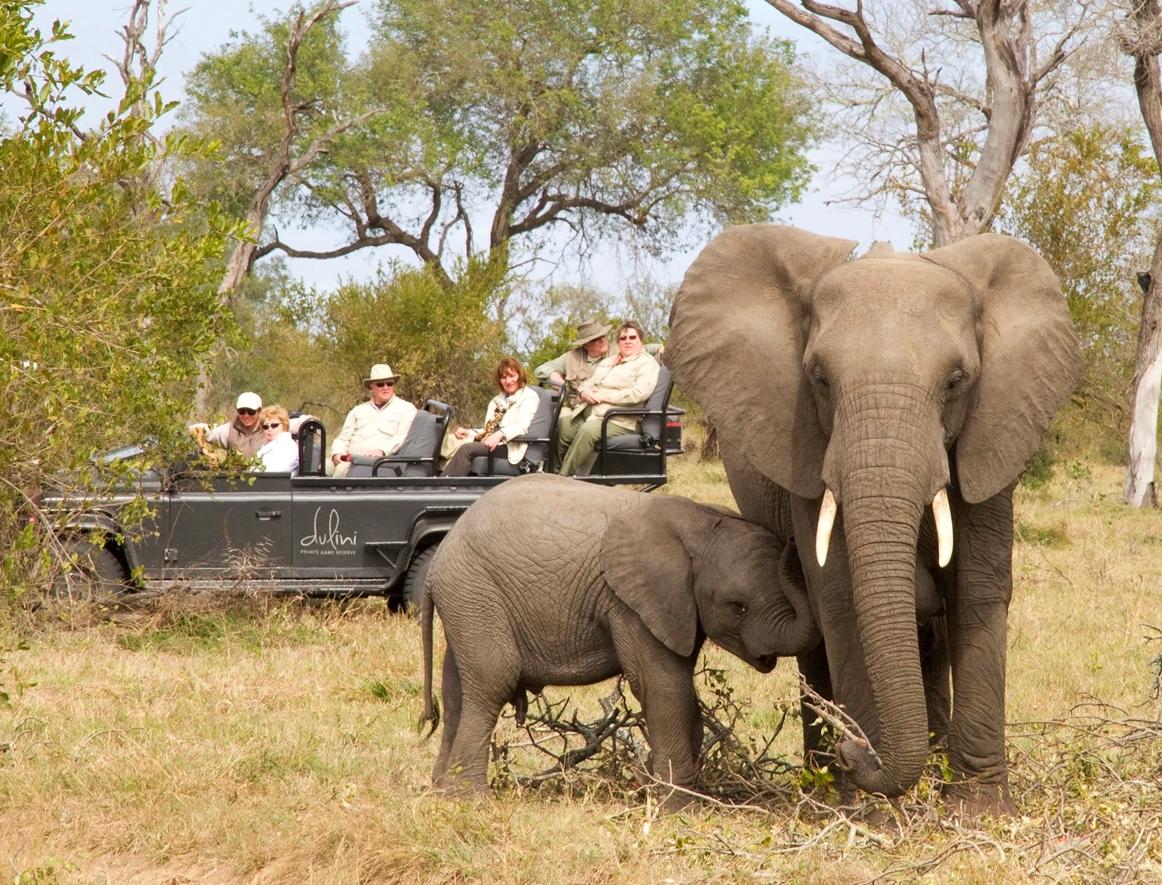 Dulini Leadwood Lodge Dulini Game Reserve Sabi Sand Game Reserve Kruger Park 21