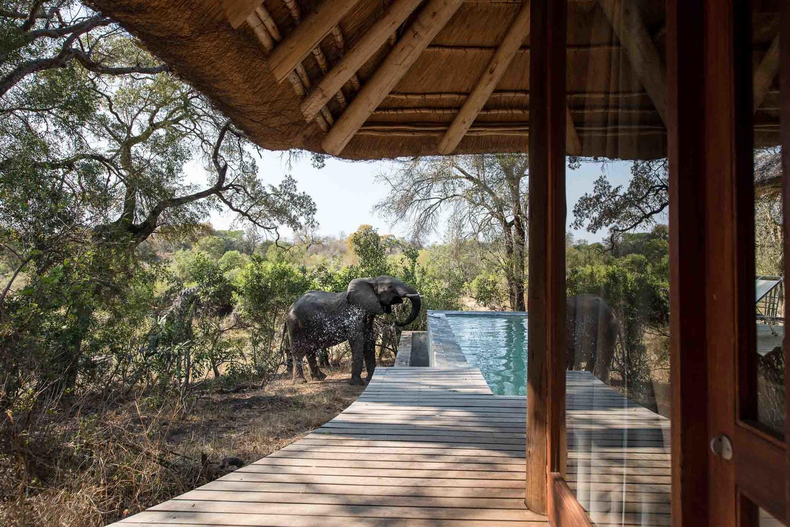 Dulini Leadwood Lodge Dulini Game Reserve Sabi Sand Game Reserve Kruger Park 26