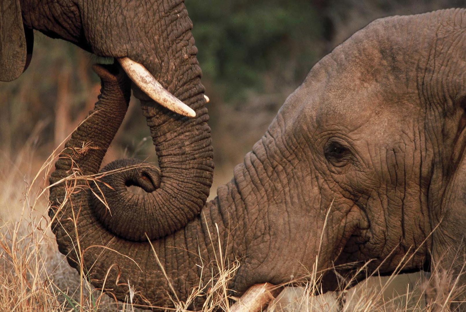 Dulini Moya Sabi Sand Game Reserve Kruger Private Reserves 32