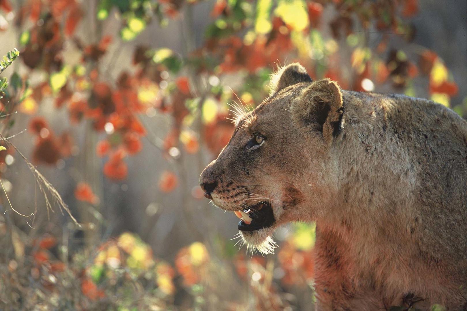 Dulini Moya Sabi Sand Game Reserve Kruger Private Reserves 33