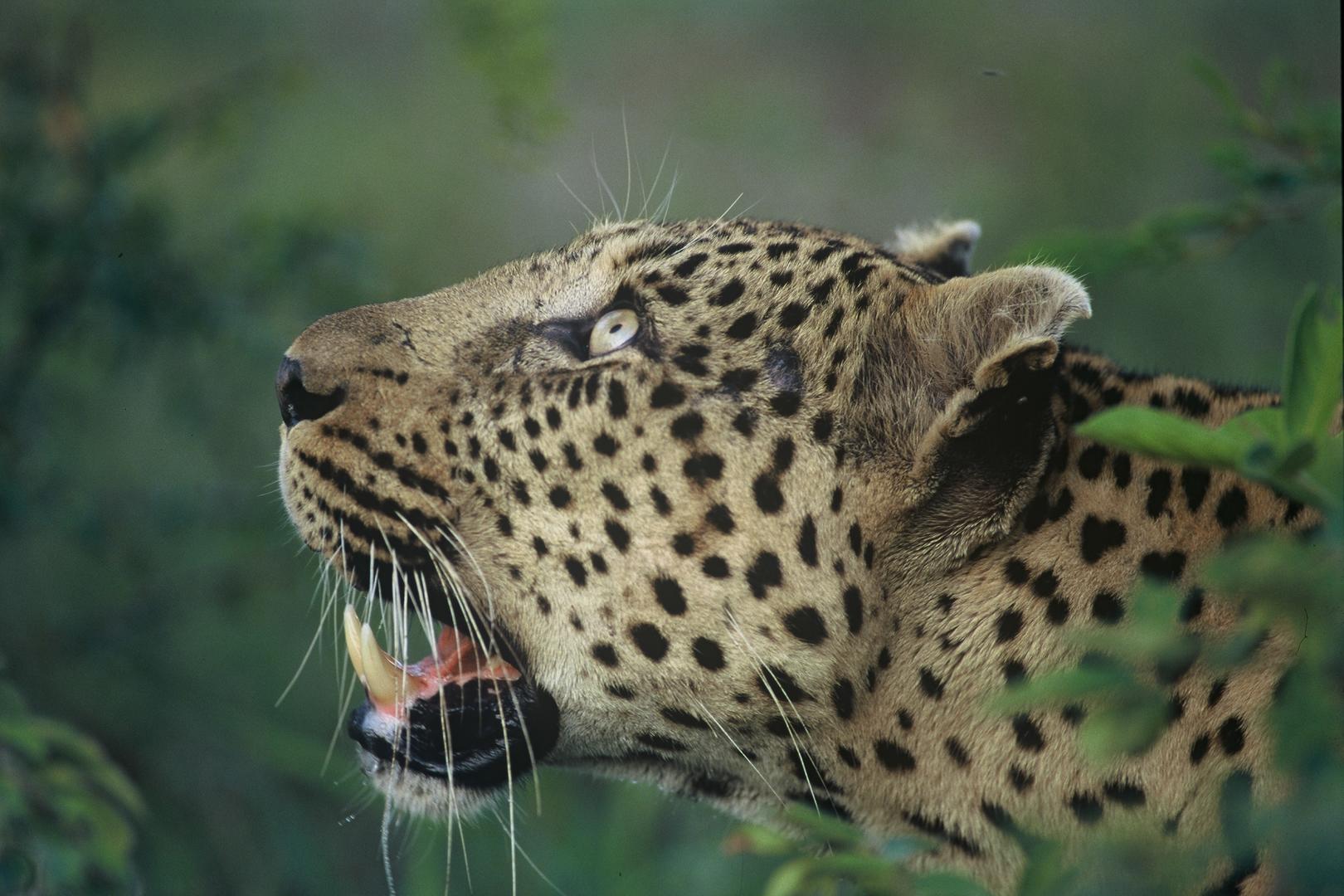 Dulini River Sabi Sand Game Reserve Kruger Private Reserves 8