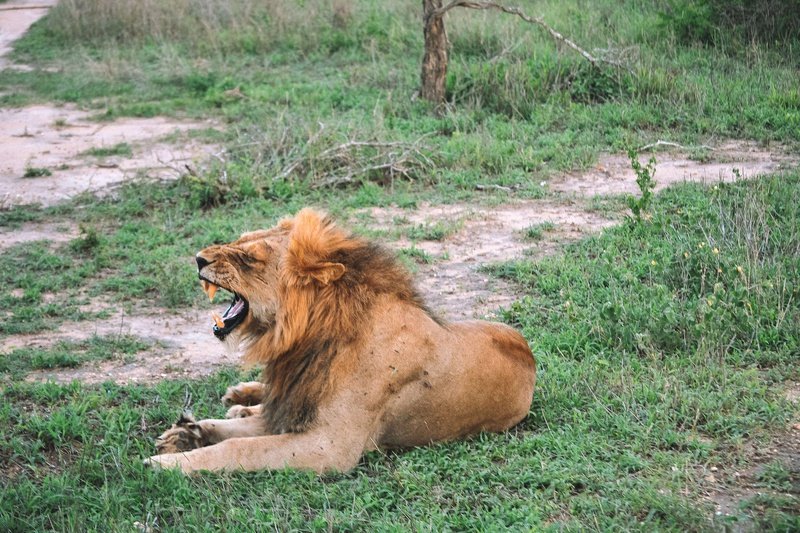 Honeyguide Khoka Moya Luxury Tented Camp Manyeleti Reserve Kruger 10