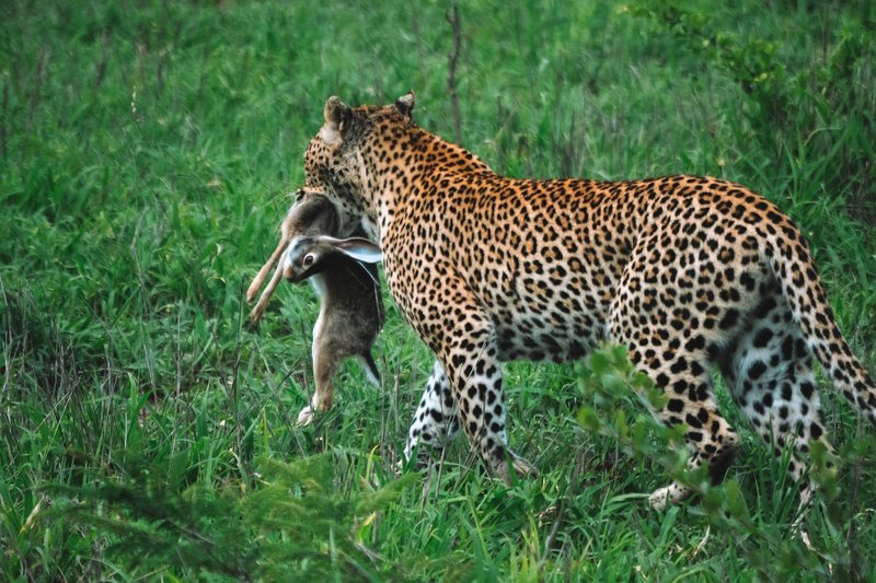 Honeyguide Khoka Moya Luxury Tented Camp Manyeleti Reserve Kruger 16