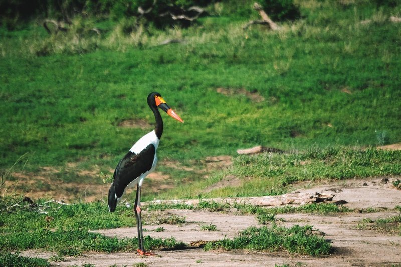 Honeyguide Khoka Moya Luxury Tented Camp Manyeleti Reserve Kruger 3