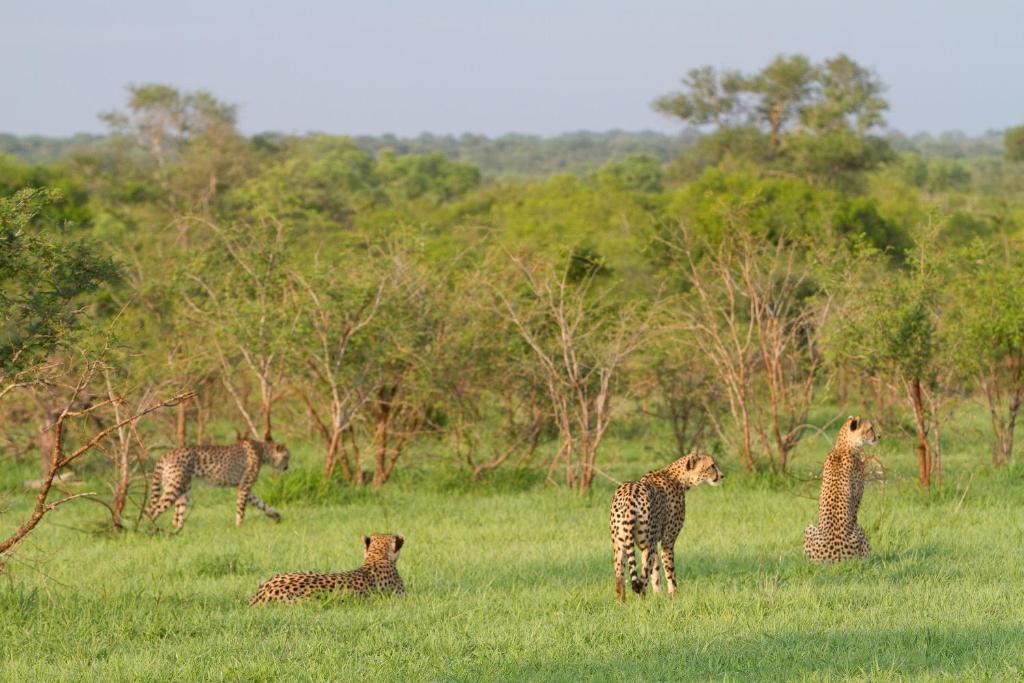 Ndzhaka Tented Camp Manyeleti Game Reserve Kruger National Park 3