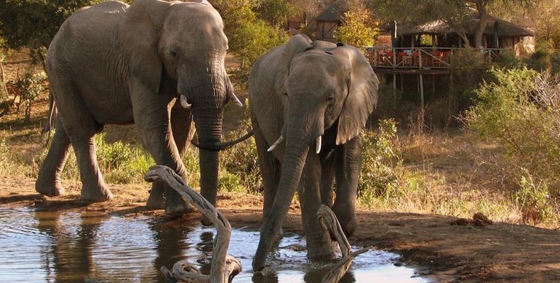 Umlani Bush Camp Kruger National Park 1