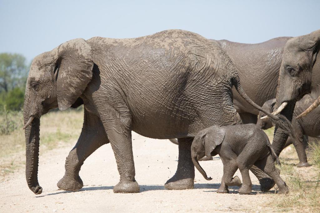 Umlani Bush Camp Kruger National Park 10
