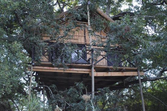 marcs treehouse lodge kruger national park