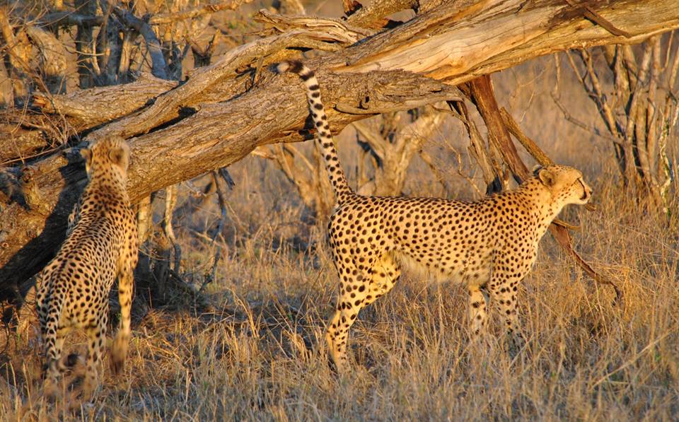 Pungwe Safari Lodge Kruger National park 7
