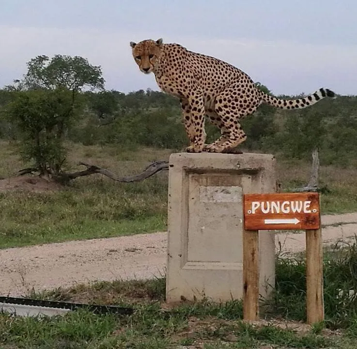 Pungwe Safari Lodge Kruger National park 8