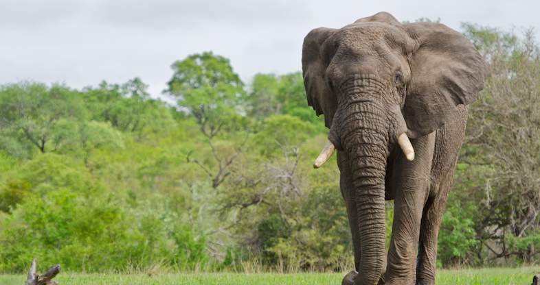 11 day kruger park tour elephant
