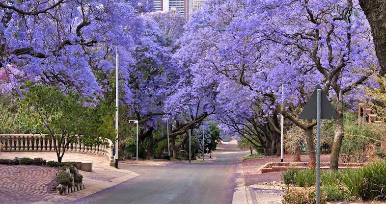 11 day kruger park tour flowers