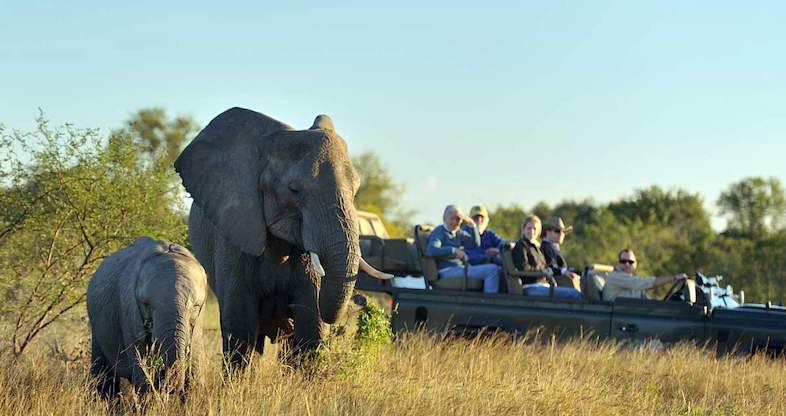 11 day kruger park tour two elephants