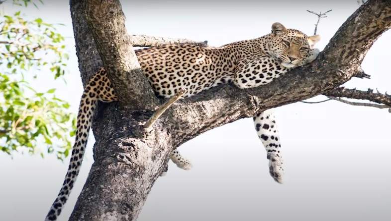 Berg en Dal leopard