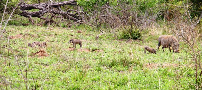 Berg en Dal warthog