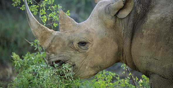 back rhino eating nigel dennis