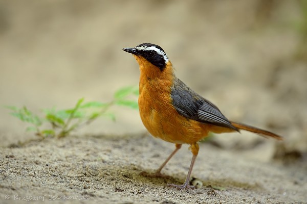 berg en dal heuglin's robin