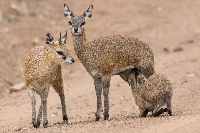 berg en dal klipspringer