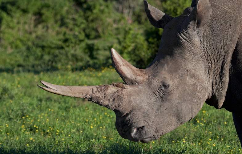 berg en dal rhino