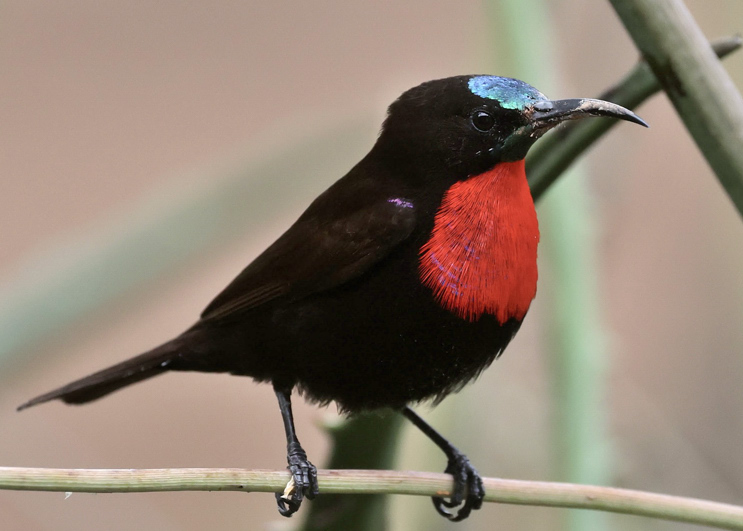 berg en dal scarlet chested sunbird