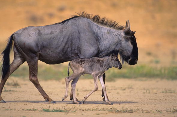 blue wildebeest and calf nigel dennis kruger national park