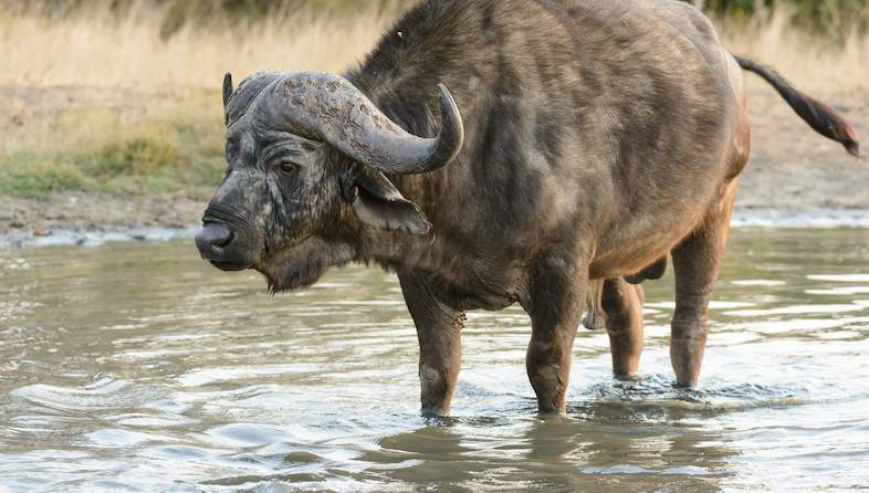 buffalo water shem compion