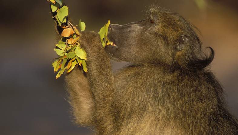 chacma baboon nigel dennis