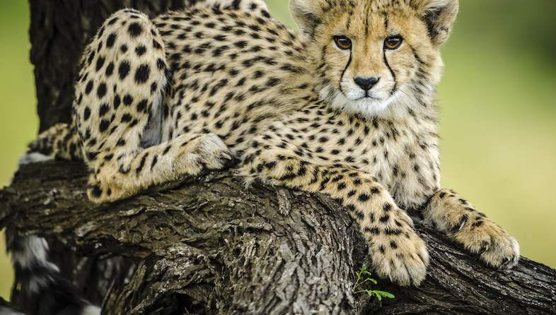 cheetah cub roger delaharpe