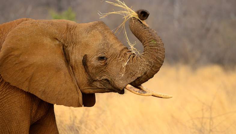 elephant eating karl svendsen
