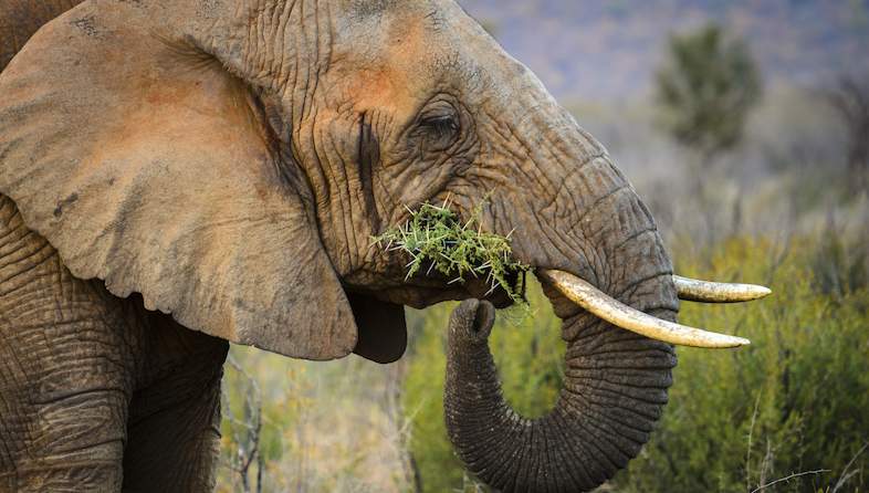 elephant eating roger delaharpe