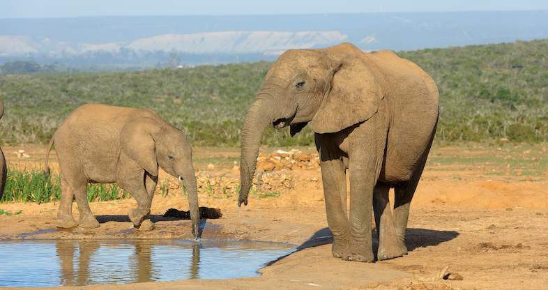 elephants drining shem compion