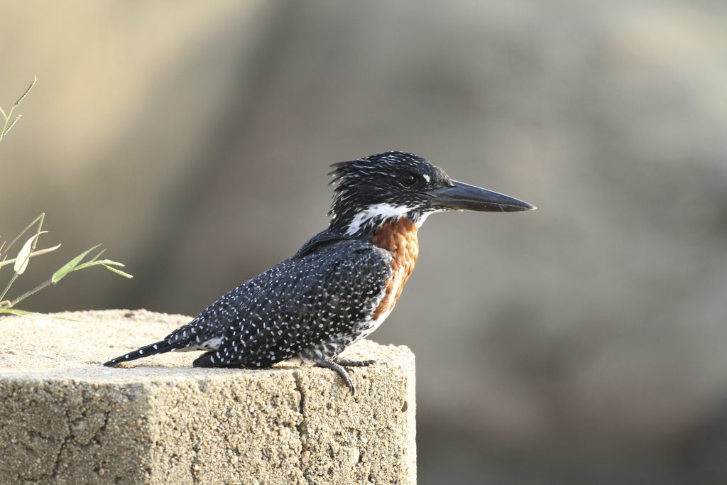 giant kingfisher M 1 1024x683